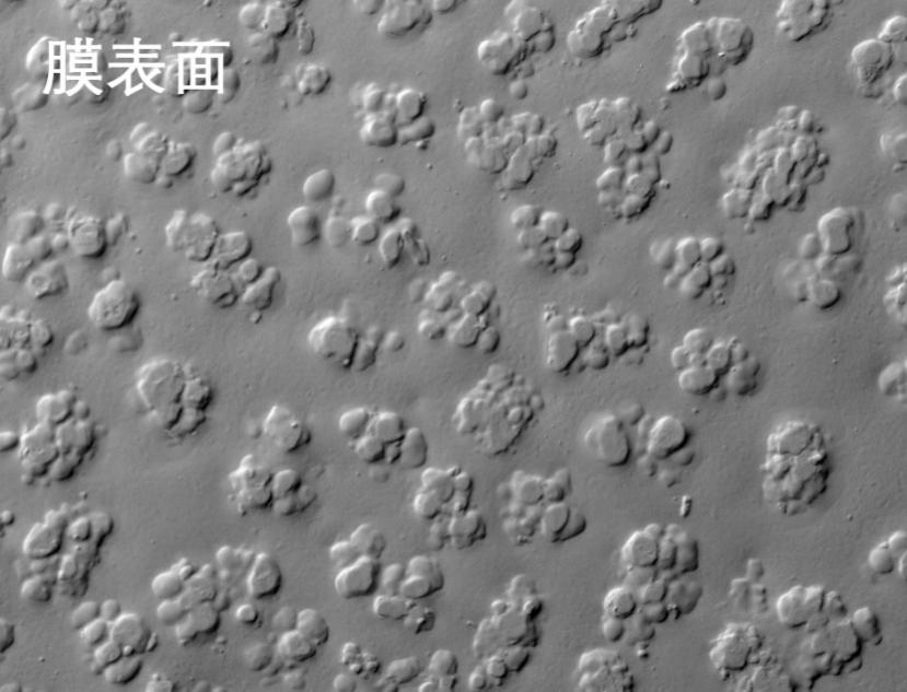 久久人妻少妇嫩草AV蜜桃麻豆燒結管式膜電鏡照片